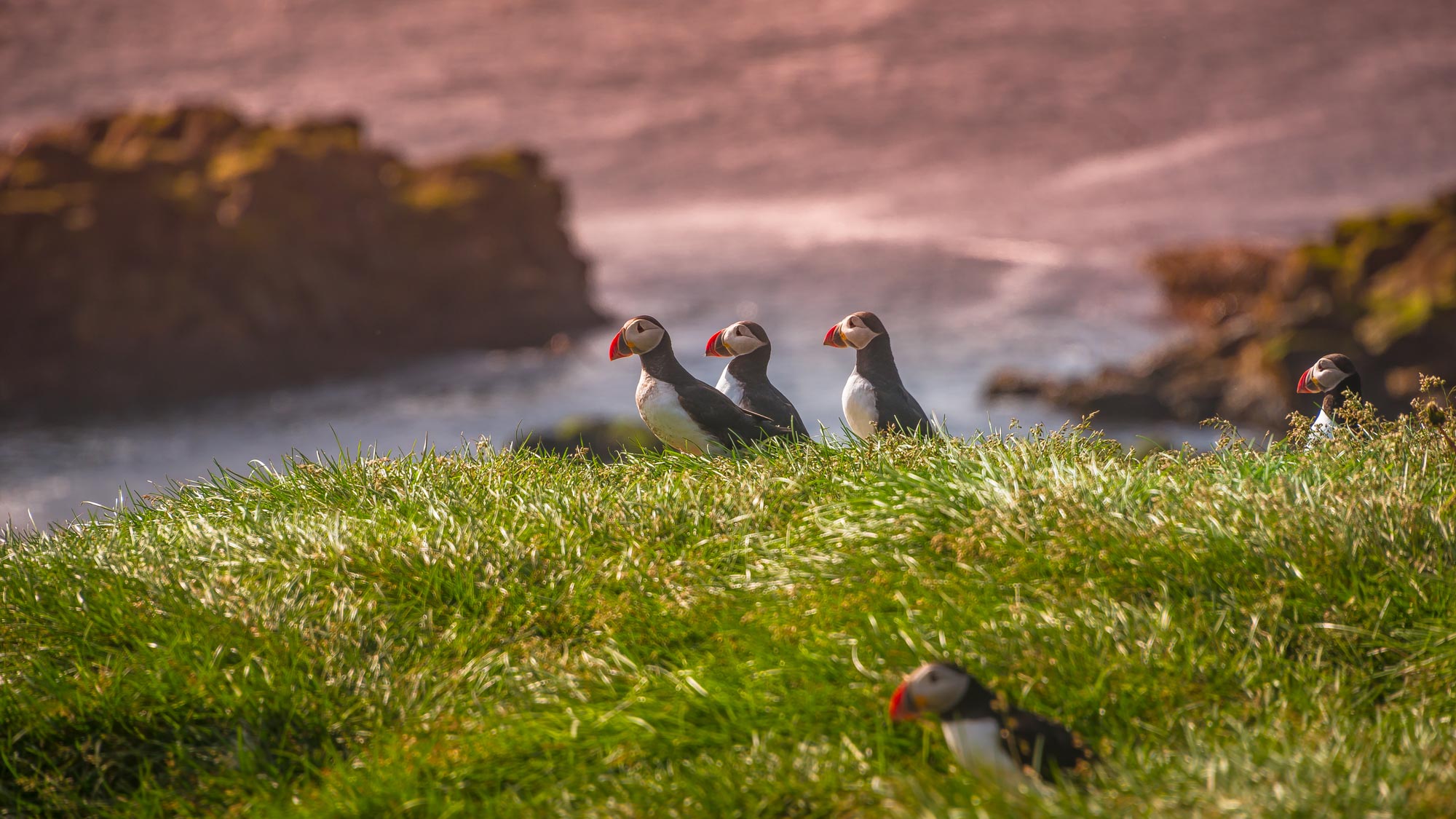 Grimsey (Grímsey) Puffin Island